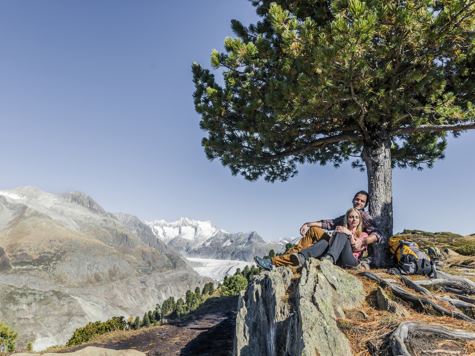 Enjoying the autumn sun over the Aletsch Glacier Herbstsonne Aletsch Arena mit Paar unter Baum bei Rast mit Blick auf den AletschgletscherAutumn sun Aletsch Arena with couple resting under a tree with a view of the Aletsch GlacierSoleil d'automne Aletsch Arena avec couple sous un arbre lors d'une pause avec vue sur le glacier d'Aletsch