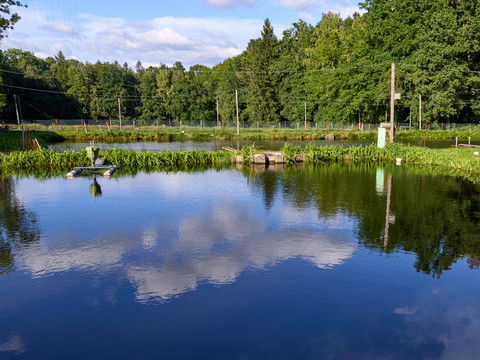 Teich umgeben von Bäumen mit Spiegelung von Wolken im Wasser.