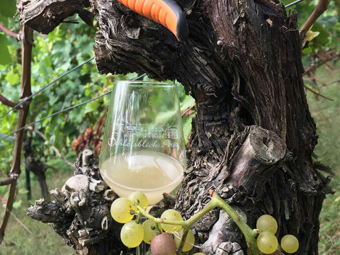 Stillleben im Weinberg