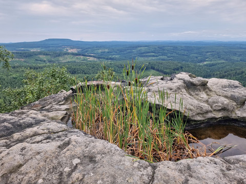 Ausblick von felsigem Gipfel mit Grasbüscheln und kleiner Wasserpfütze, bewaldete Landschaft im Hintergrund.