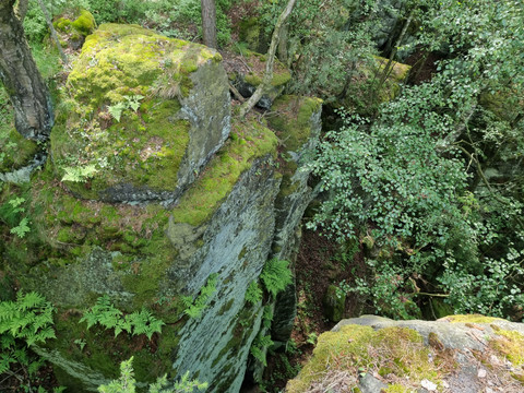 Hartenstein Moosbedeckte Felsen und grüne Büsche in einem Wald.
