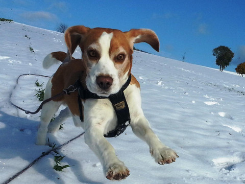 Hunde haben hier auch Spaß!