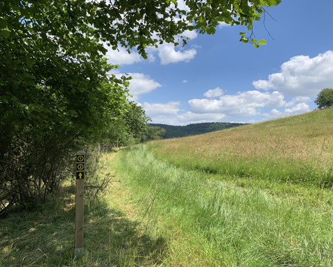 Saftige Wiesen auf dem Rundweg Schierberg 1