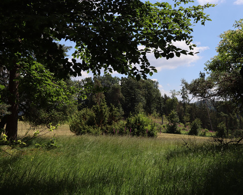 Auf dem Rundweg Schierberg 1