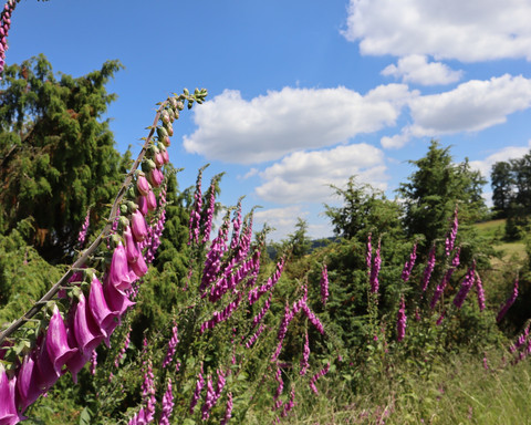 Fingerhut auf dem Rundweg Schierberg 1