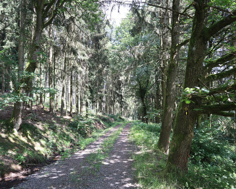 Kühle Wälder auf dem Rundweg Schierberg 1