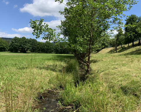 Bachlauf am Rundweg Schierberg 1