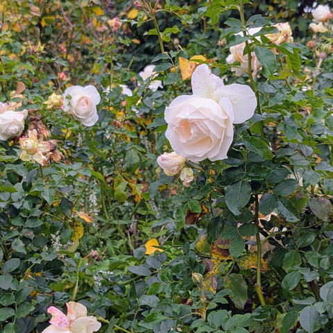 ©Bastian Ulrich - Rosengarten 3 Weiße Rosen mit zarten Blüten vor grünem Laub. Einige Knospen sind noch geschlossen.