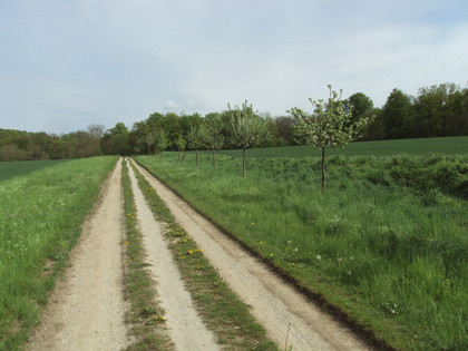Wanderwege Salzgitter-Bad, Feldweg Strecke Nr. 4 und Nr. 6