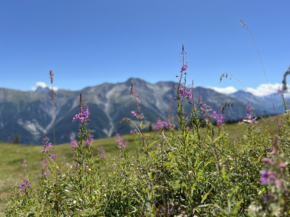 20.Impressionen Sommer (2)