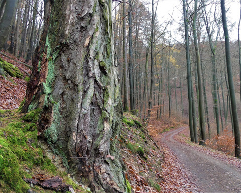 Alte Lärche mit Flechten am Wegrand
