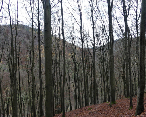 Blick zur Wolfsschur