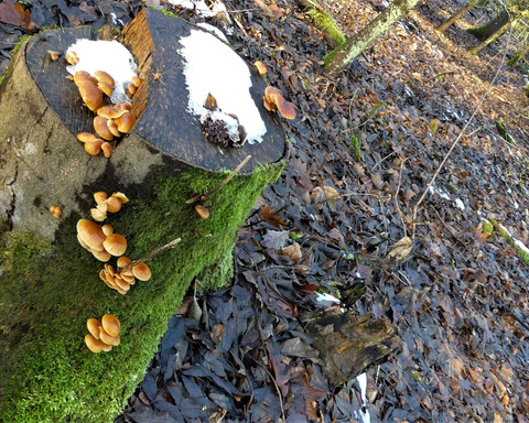 Pilze im Winter (Samtfußrübling)