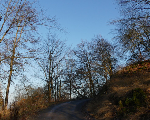 Wald-Impression beim Abstieg