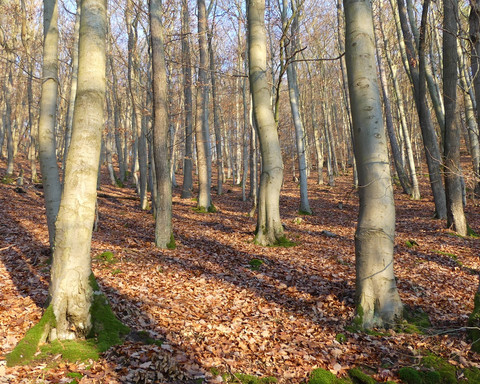 Im Reich der Buchen