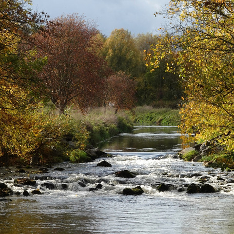 Leine bei Göttingen