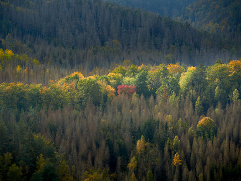 Aussicht vom Pohlshorn Herbstwald mit verschiedenen Baumarten in gelben und grünen Farbtönen.