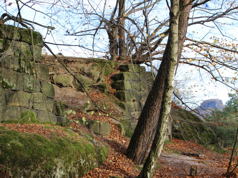 Herbstlicher Wald mit nackten Bäumen und Felsen bedeckt mit Moos.