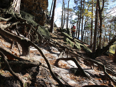 Wanderer auf einem steinigen Waldweg mit freiliegenden Wurzeln und Bäumen.