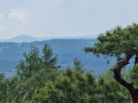 Aussicht auf bewaldete Hügel mit Nadelbäumen im Vordergrund.