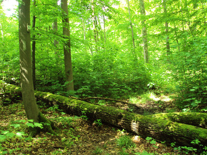 Salzgitter-Bad, Baum im Weg auf Wanderweg Nr. 15