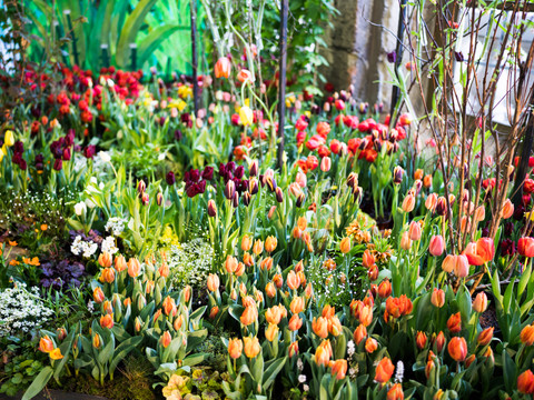 Bunte Tulpenblüten und grüne Blätter im Gartenbeet, umgeben von natürlichen Pflanzen.Colorful tulip blossoms and green leaves in the garden bed, surrounded by natural plants.Barevné květy tulipánů a zelené listy na záhonu obklopeném přírodními rostlinami.Kolorowe kwiaty tulipanów i zielone liście na rabacie ogrodowej w otoczeniu naturalnych roślin.Kleurrijke tulpenbloesems en groene bladeren in het tuinbed, omringd door natuurlijke planten.Fiori di tulipano colorati e foglie verdi nell'aiuola del giardino, circondata da piante naturali.