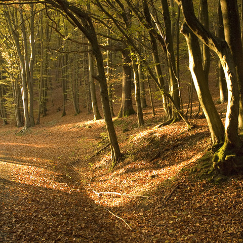 Herbst-Stimmung im Wald