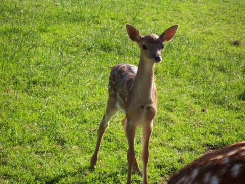 Camping "Am Mühlenberg"