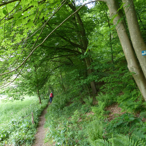 Natursteig Sieg Etappe 11