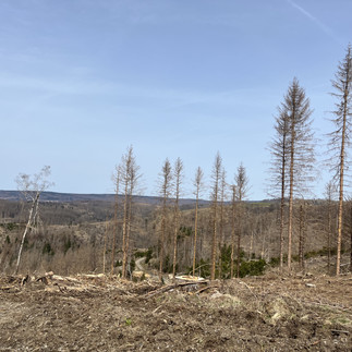 Weiter oben stirbt der Fichtenwald immer mehr ab