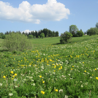 Blühende Bergwiese in Hohegeiß