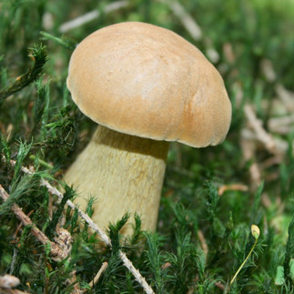 Pilz am Wegesrand