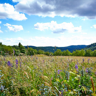 Blick über die Bergwiese