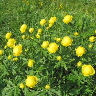 Trollblumen am Wegesrand