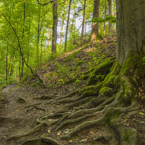 Pfad auf dem Auenlandweg