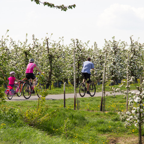 Radfahren zur Apfelblüte, Meckenheim 2018 Frühling Meckenheimer Blütentour