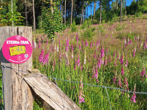 Lupinen_Xterra