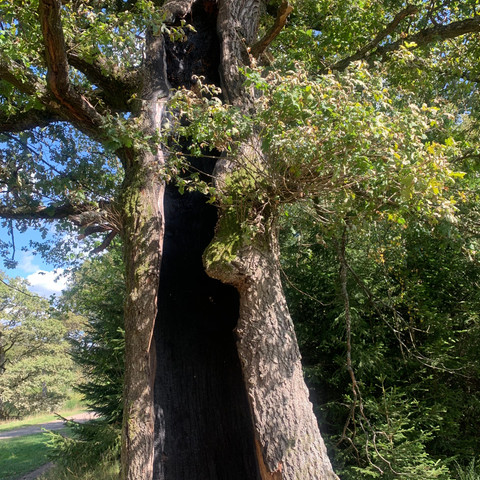 Eiche inmitten der Trupbacher Heide