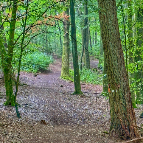 Laubwald historischer Tiergarten