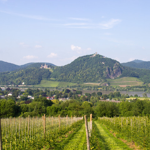 Naturschutzgebiet-Rodderberg 2018 Sommer Wachtberg