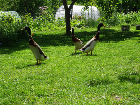Enten im Garten