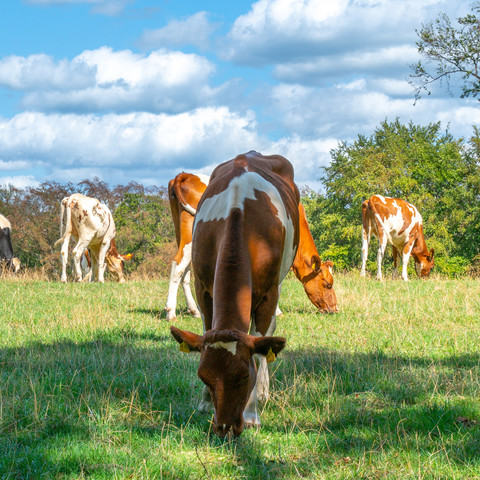 Natursteig Sieg Etappe 02