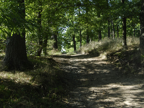 Am Waldacker in Oberau