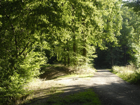 Waldweg am Großteich