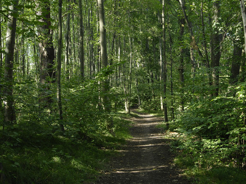 Im Saubachtal Klipphausen