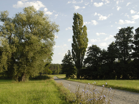 Auf dem Weg zum Golkwald