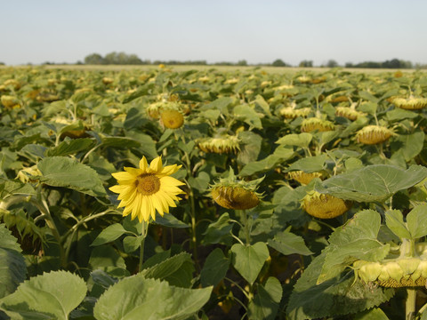 Sonnenblumenfeld bei Goltzscha