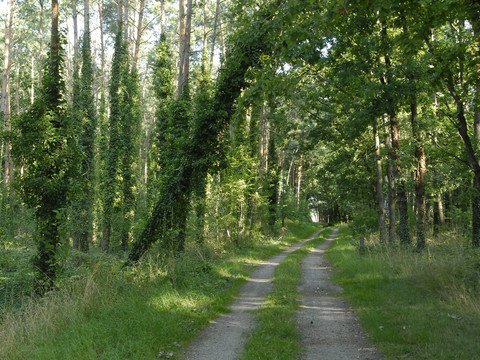Waldstück in Walda