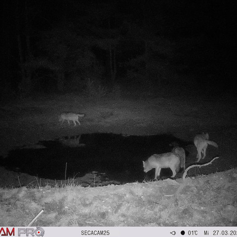 Wolf.JPG Tiere der Nacht - Entdeckungstour f. Familien Wanninchen