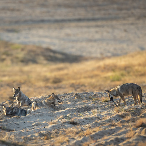 Wolf 293A1885 Tiere der Nacht - Entdeckungstour f. Familien Wanninchen.jpg Tiere der Nacht - Entdeckungstour f. Familien Wanninchen